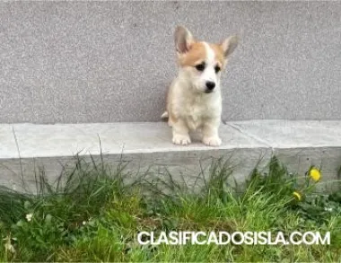 Corgi Galés Pembroke cachorros