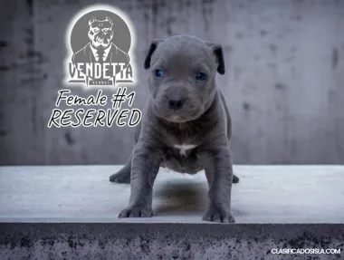 pitbull terrier americano cachorros