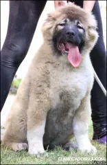 Pastor caucásico cachorros