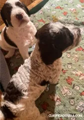 lagotto romano cachorros
