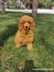 Caniche enano rojo masculino