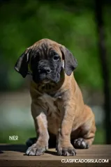 Cane corso cachorros