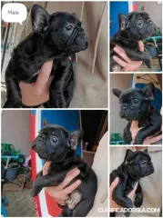 Bulldog francés cachorros