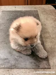 Spitz de Pomerania cachorros