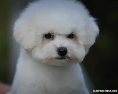 Bichón Frisé cachorro macho