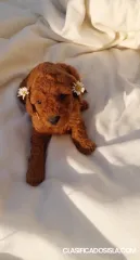 Poodle de juguete cachorros