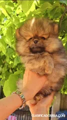 Spitz de Pomerania cachorros