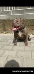 American bully pocket champagne hembra