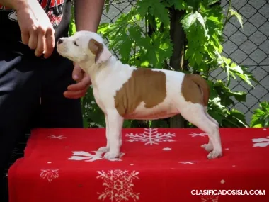 Staffordshire terrier americano, cachorros