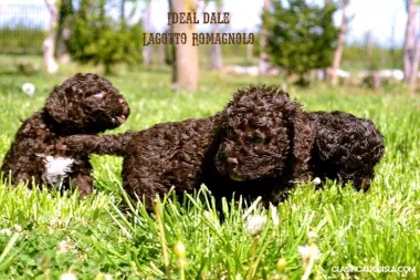 Lagotto Romagnolo cachorros