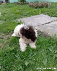 Lagoto Romagnolo cachorros