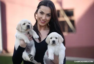 Labrador retriever cachorros