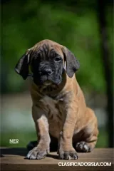 Cane corso cachorros
