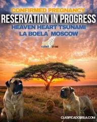 Mastín Sudafricano - Boerboel cachorros