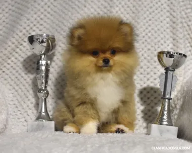 Pomerania Boo cachorros