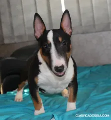 Bull terrier miniatura cachorros