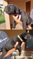 Cane corso cachorros