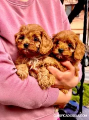 cavapoo cachorros en venta