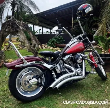 Harley Davidson softail