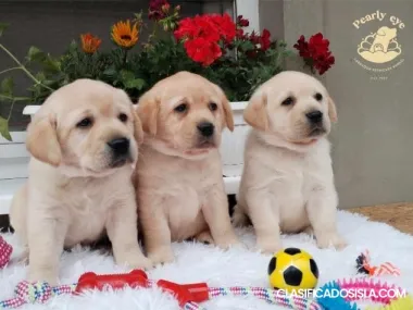 Labrador retriever cachorros
