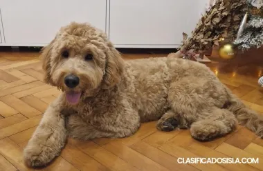 Goldendoodle F1