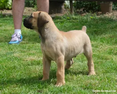 Boerboel (mastín sudafricano) cachorros