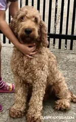 Labradoodle F1b 