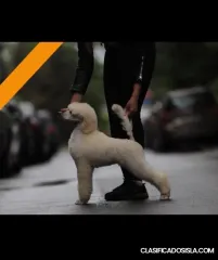 Cachorros caniche real grandes