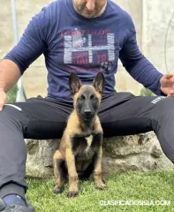 Pastor Belga - Malinois