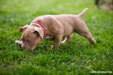 American Bully cachorros en venta