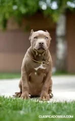 XL American Bully cachorros