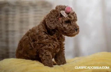 Caniches enanos rojos y toy