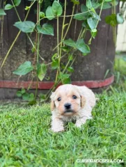 Maltipoo cachorros en venta