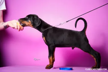 Caballero cachorros en venta