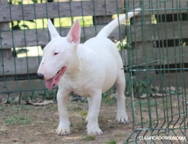 Bull terrier miniatura cachorros