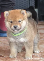 Shiba Inu cachorros