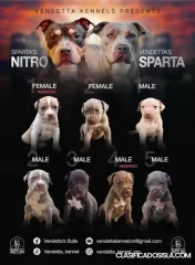 pitbull terrier americano cachorros