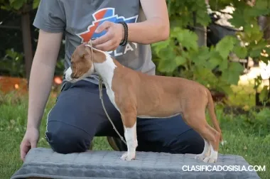 Cachorros stafford americanos