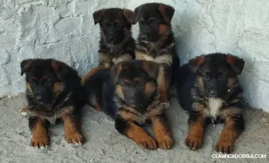Pastor alemán cachorros