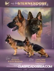 Perro pastor alemán