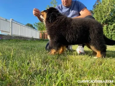 Bernský salašnický pes