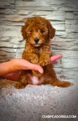 Mini caniche cachorros