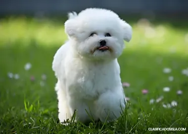 Bichón Frisé cachorro en venta