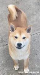 Shiba Inu cachorros
