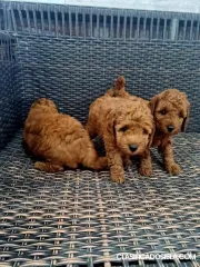 Caniche miniatura rojo