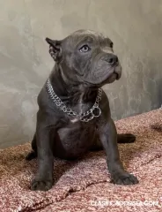 American Bully Exótico Micro cachorros