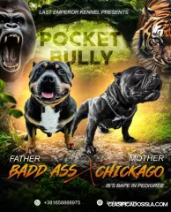 Pocket Micro American Bully štěňata