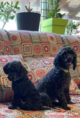 Juguete Se venden cachorros caniche