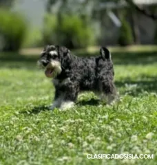 Schnauzer miniatura cachorros