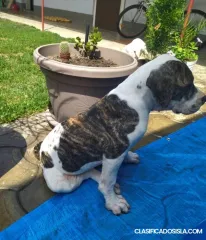bulldog americano cachorros